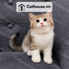  Mèo Anh Lông Ngắn Golden Bicolor Tabby 