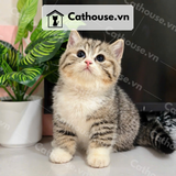  Mèo Anh Lông Ngắn Golden Bicolor Tabby 