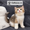  Mèo Anh Lông Ngắn Golden Bicolor Tabby 