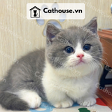  Mèo Munchkin Chân Ngắn Màu Bicolor Xám Xanh - MUN016 