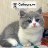  Mèo Munchkin Chân Ngắn Màu Bicolor Xám Xanh - MUN016 