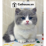  Mèo Munchkin Chân Ngắn Màu Bicolor Xám Xanh - MUN016 