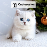  Mèo Munchkin chân ngắn Màu Silver Point - MUN011 