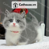  Mèo Munchkin chân ngắn Màu Bicolor Xám Xanh - MUN003 