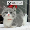  Mèo Munchkin chân ngắn Màu Bicolor Xám Xanh - MUN003 