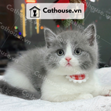  Mèo Munchkin chân ngắn Màu Bicolor Xám Xanh - MUN003 