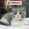  Mèo Munchkin chân ngắn Màu Bicolor Xám Xanh - MUN003 