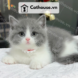  Mèo Munchkin chân ngắn Màu Bicolor Xám Xanh - MUN003 