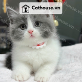  Mèo Munchkin chân ngắn Màu Bicolor Xám Xanh - MUN003 
