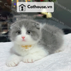  Mèo Munchkin chân ngắn Màu Bicolor Xám Xanh - MUN004 