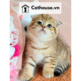  Mèo Anh Lông Ngắn Màu Golden Tabby - ALN14132 