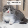  Mèo Munchkin chân ngắn Màu Bicolor Xám Xanh - MUN001 