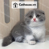  Mèo Munchkin chân ngắn Màu Bicolor Xám Xanh - MUN001 