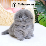  Mèo Anh Lông Ngắn Màu Xám Xanh tai cụp - ALN01097 