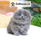  Mèo Anh Lông Ngắn Màu Xám Xanh tai cụp - ALN01097 