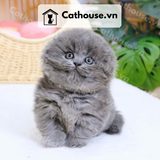  Mèo Anh Lông Ngắn Màu Xám Xanh tai cụp - ALN01097 