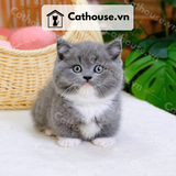  Mèo Munchkin chân ngắn Màu Bicolor Xám Xanh - MUN012 