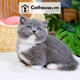  Mèo Munchkin chân ngắn Màu Bicolor Xám Xanh - MUN012 