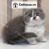  Mèo Munchkin chân ngắn Màu Bicolor Xám Xanh - MUN002 