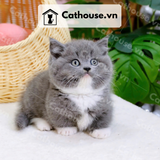  Mèo Munchkin chân ngắn Màu Bicolor Xám Xanh - MUN012 