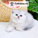  Mèo Anh Lông Ngắn Màu Silver Point - ALN05196 