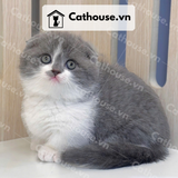  Mèo Munchkin chân ngắn Màu Bicolor Xám Xanh - MUN002 