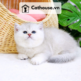  Mèo Anh Lông Ngắn Màu Silver Point - ALN05196 