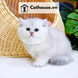  Mèo Anh Lông Ngắn Màu Silver Point - ALN05196 