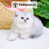  Mèo Anh Lông Ngắn Màu Silver Point - ALN05196 