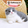  Mèo Anh Lông Ngắn Màu Bicolor Xám Xanh tai cụp - ALN02032 