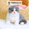  Mèo Anh Lông Ngắn Màu Bicolor Xám Xanh tai cụp - ALN02032 