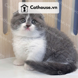 Mèo Munchkin chân ngắn Màu Bicolor Xám Xanh - MUN002 