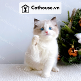  Mèo Ragdoll - MRD01199 