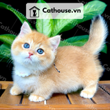  Mèo Munchkin chân ngắn Màu Golden - MUN0013 