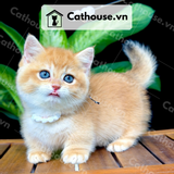  Mèo Munchkin chân ngắn Màu Golden - MUN0013 