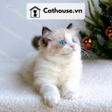  Mèo Ragdoll - MRD01199 