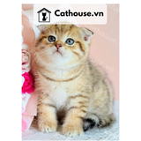  Mèo Anh Lông Ngắn Màu Golden Tabby - ALN14132 
