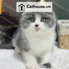  Mèo Anh Lông Ngắn Màu Bicolor Xám Xanh tai cụp - ALN02030 