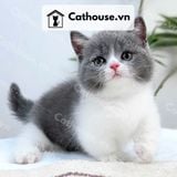  Mèo Munchkin chân ngắn Màu Bicolor Xám Xanh - MUN013 