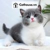  Mèo Munchkin chân ngắn Màu Bicolor Xám Xanh - MUN013 