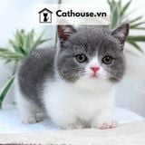  Mèo Munchkin chân ngắn Màu Bicolor Xám Xanh - MUN013 