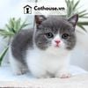  Mèo Munchkin chân ngắn Màu Bicolor Xám Xanh - MUN013 