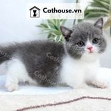  Mèo Munchkin chân ngắn Màu Bicolor Xám Xanh - MUN013 