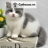  Mèo Munchkin chân ngắn Màu Bicolor Xám Xanh - MUN014 
