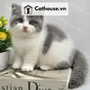  Mèo Munchkin chân ngắn Màu Bicolor Xám Xanh - MUN014 