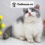  Mèo Munchkin chân ngắn Màu Bicolor Xám Xanh - MUN014 