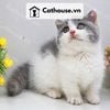  Mèo Munchkin chân ngắn Màu Bicolor Xám Xanh - MUN014 
