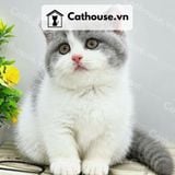  Mèo Munchkin chân ngắn Màu Bicolor Xám Xanh - MUN014 
