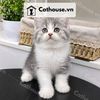  Mèo Anh Lông Ngắn Màu Silver Tabby - ALN04181 