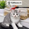 Mèo Anh Lông Ngắn Màu Silver Tabby - ALN04181 